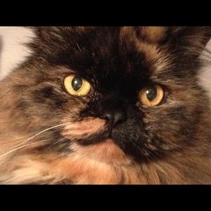 Meet your Posher, Laurie